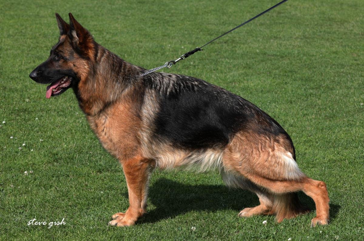 V 24 (BSZS) IGP2 Gemma Vom Frankengold