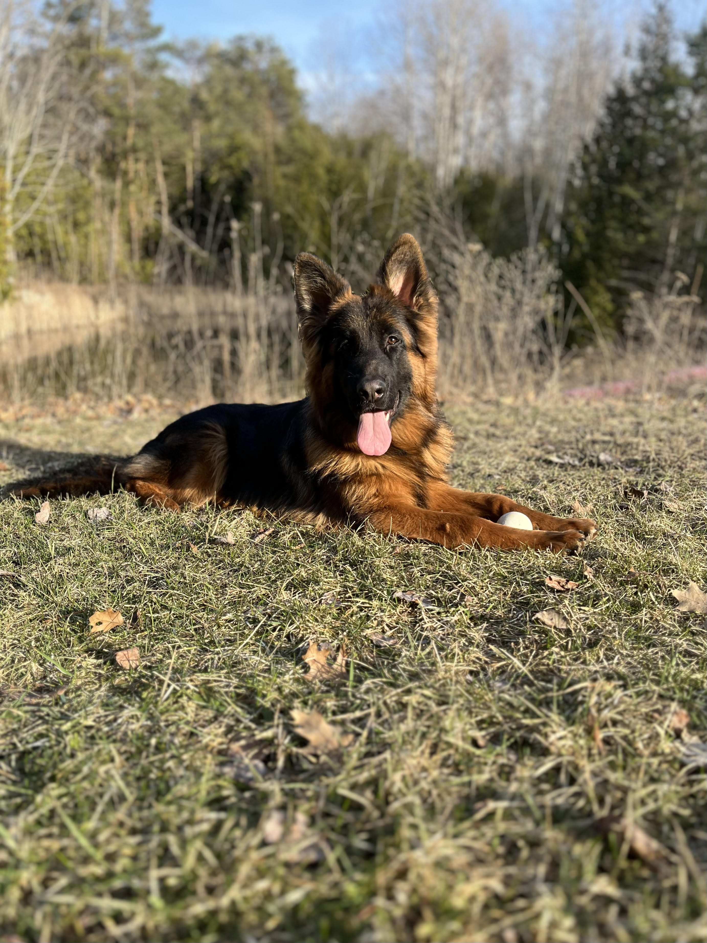 German Shepherd puppy from Quinoa Dei Precision x V7 BSZS 2019, VA4 ITA V(BSZS) Falco von Farhantal litter - photo 1