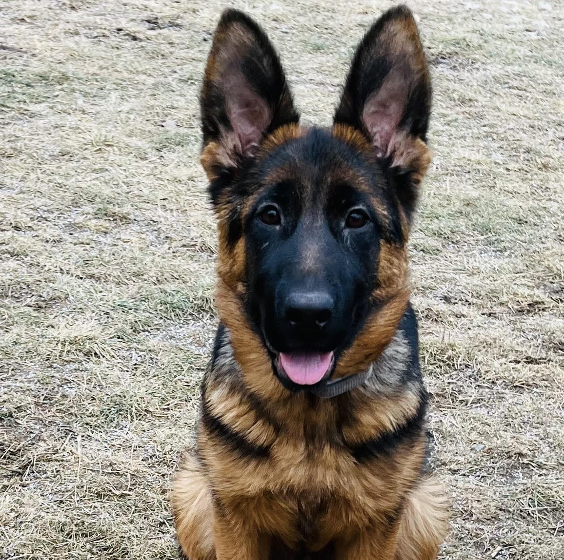 German Shepherd puppy from Quinoa Dei Precision x V7 BSZS 2019, VA4 ITA V(BSZS) Falco von Farhantal litter - photo 3