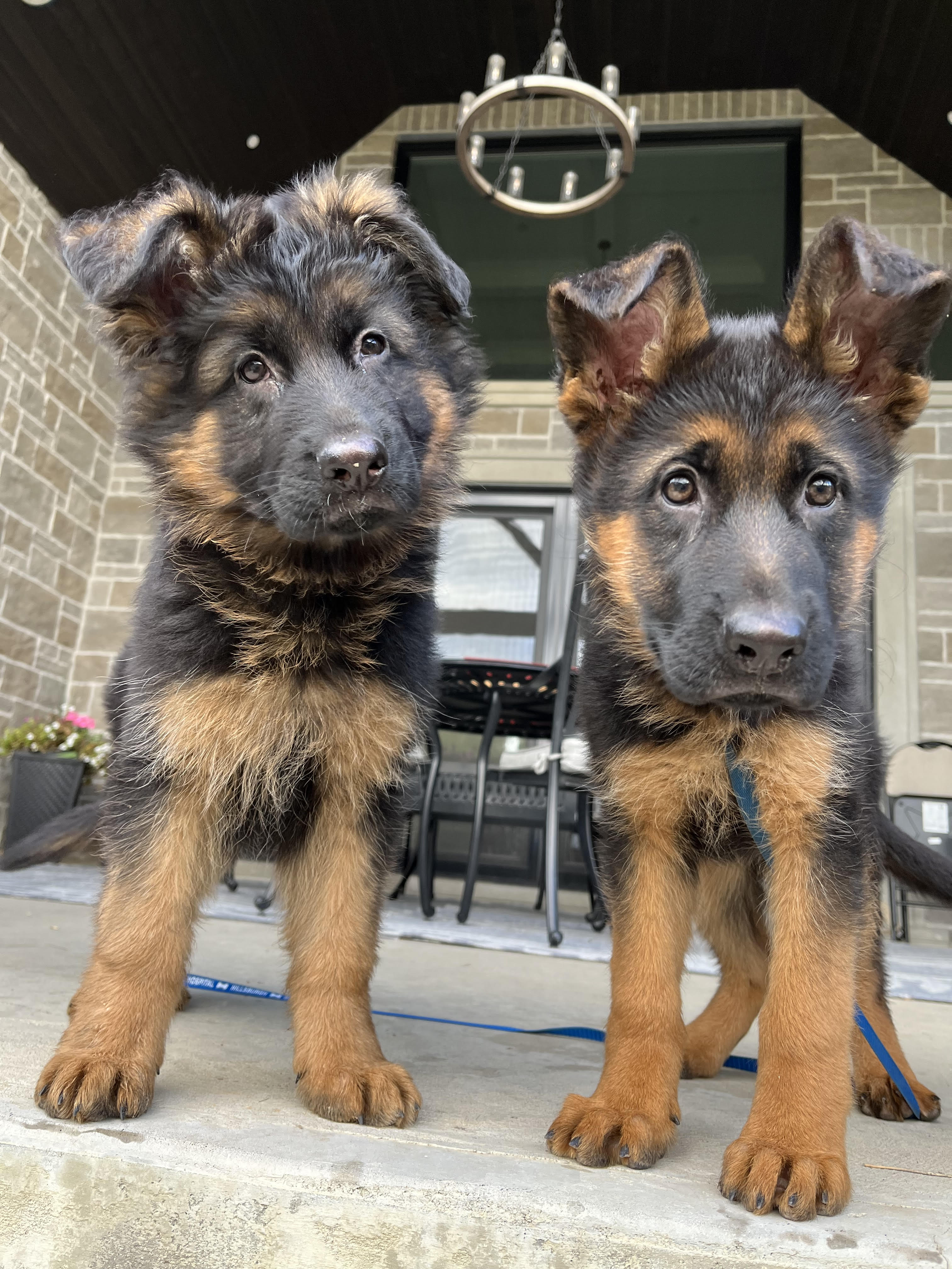 German Shepherd puppy from Quinoa Dei Precision x V7 BSZS 2019, VA4 ITA V(BSZS) Falco von Farhantal litter - photo 4