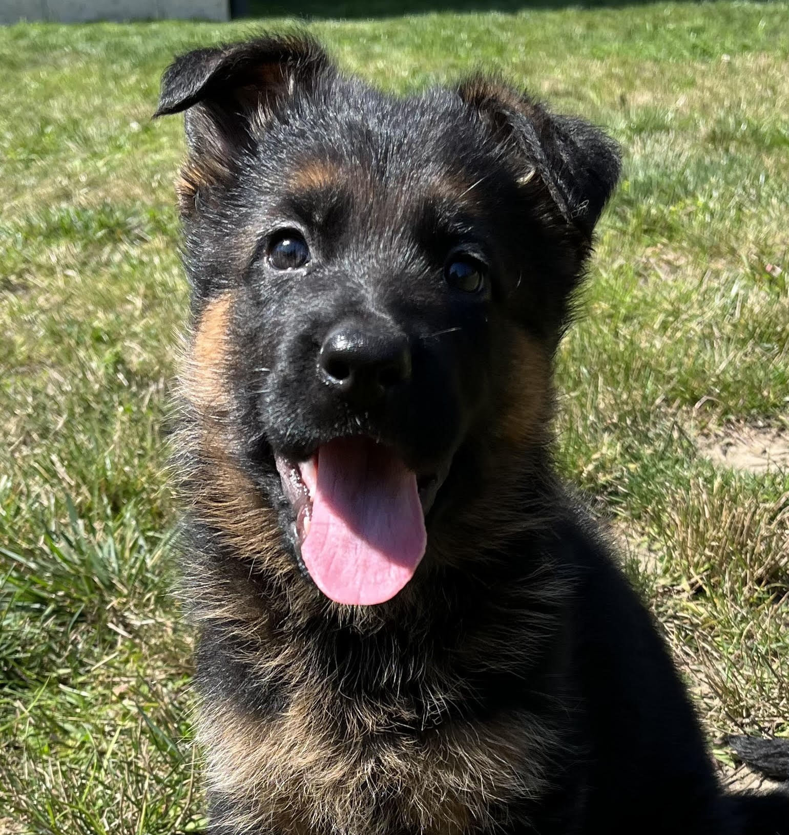 German Shepherd puppy from Quinoa Dei Precision x V7 BSZS 2019, VA4 ITA V(BSZS) Falco von Farhantal litter - photo 8