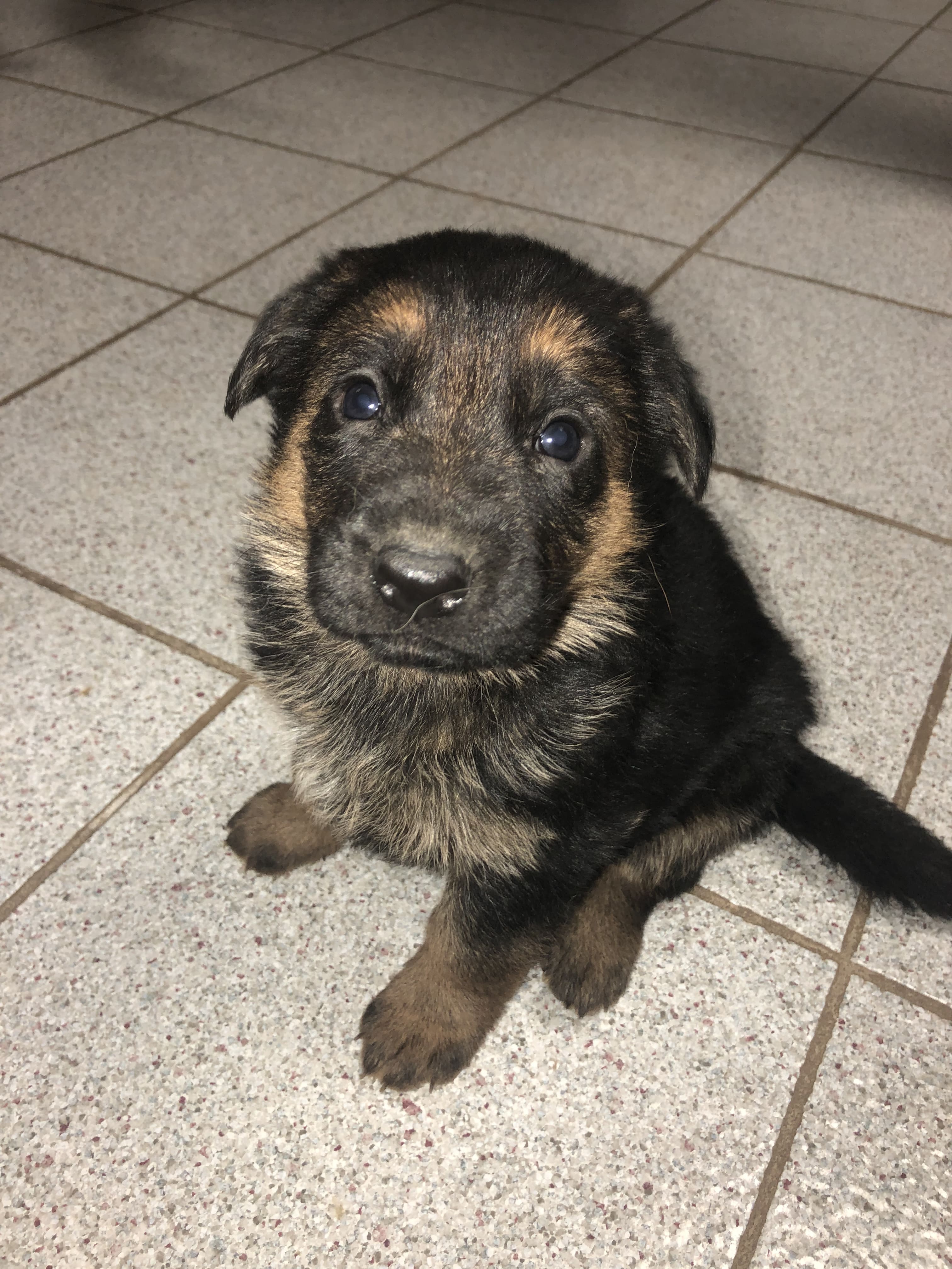 German Shepherd puppy from VA2 Ivey Dei Precision IGP 2 x Voodoo Vom Frankengold IGP 3 litter - photo 2