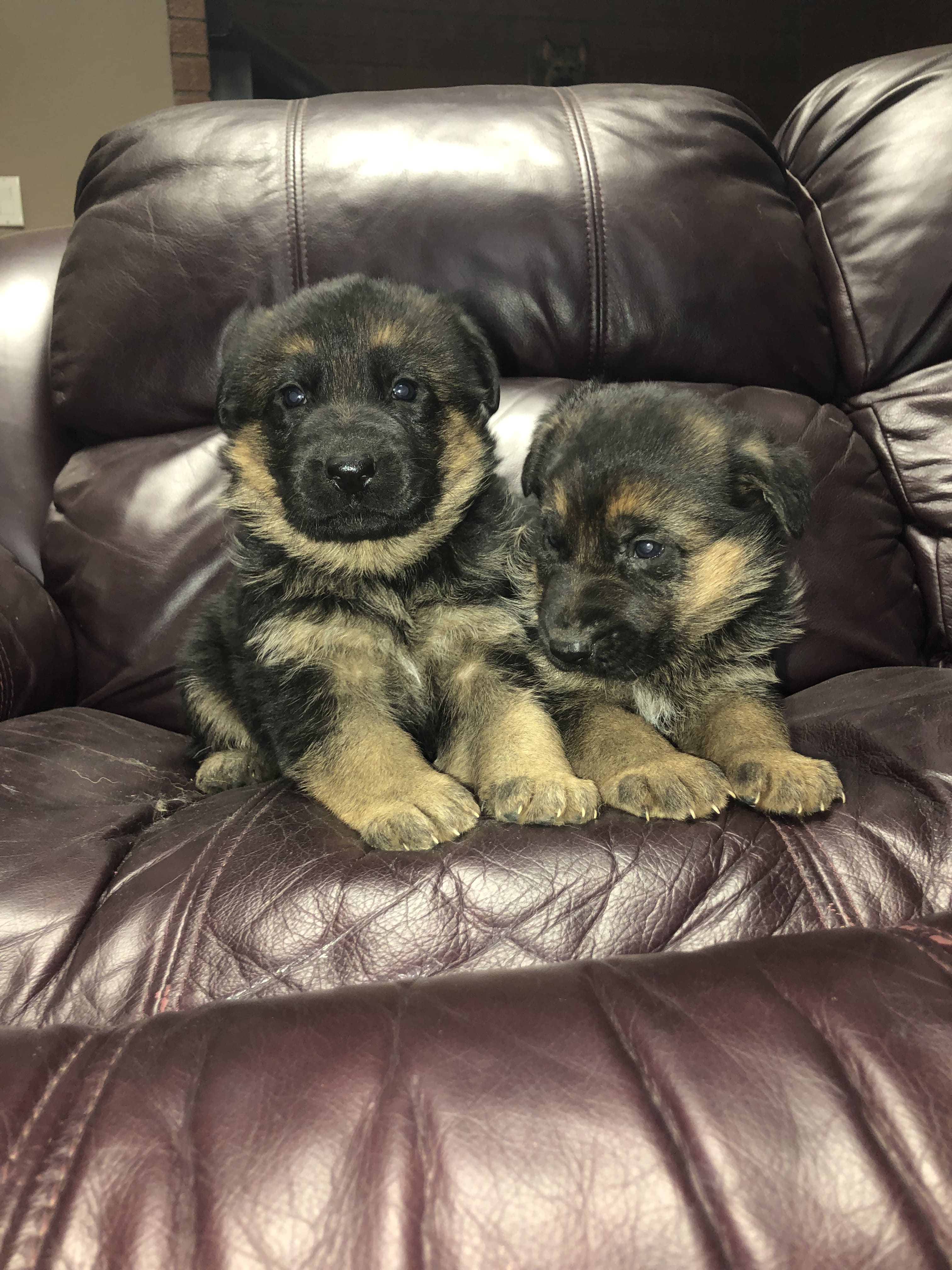 German Shepherd puppy from VA2 Ivey Dei Precision IGP 2 x Voodoo Vom Frankengold IGP 3 litter - photo 4