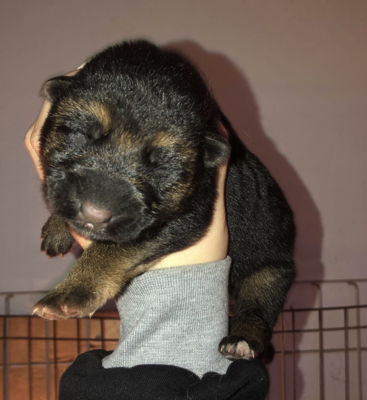 German Shepherd puppy from VA2 Ivey Dei Precision IGP 2 x Voodoo Vom Frankengold IGP 3 litter - photo 5