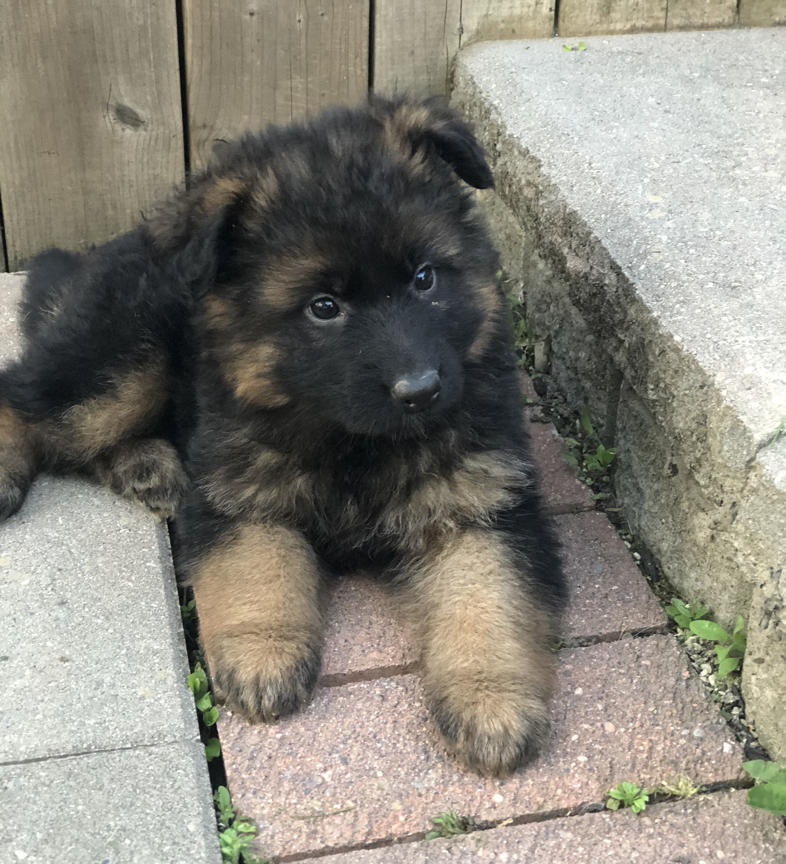 German Shepherd puppy from VA2 Ivey Dei Precision IGP 2 x Voodoo Vom Frankengold IGP 3 litter - photo 6