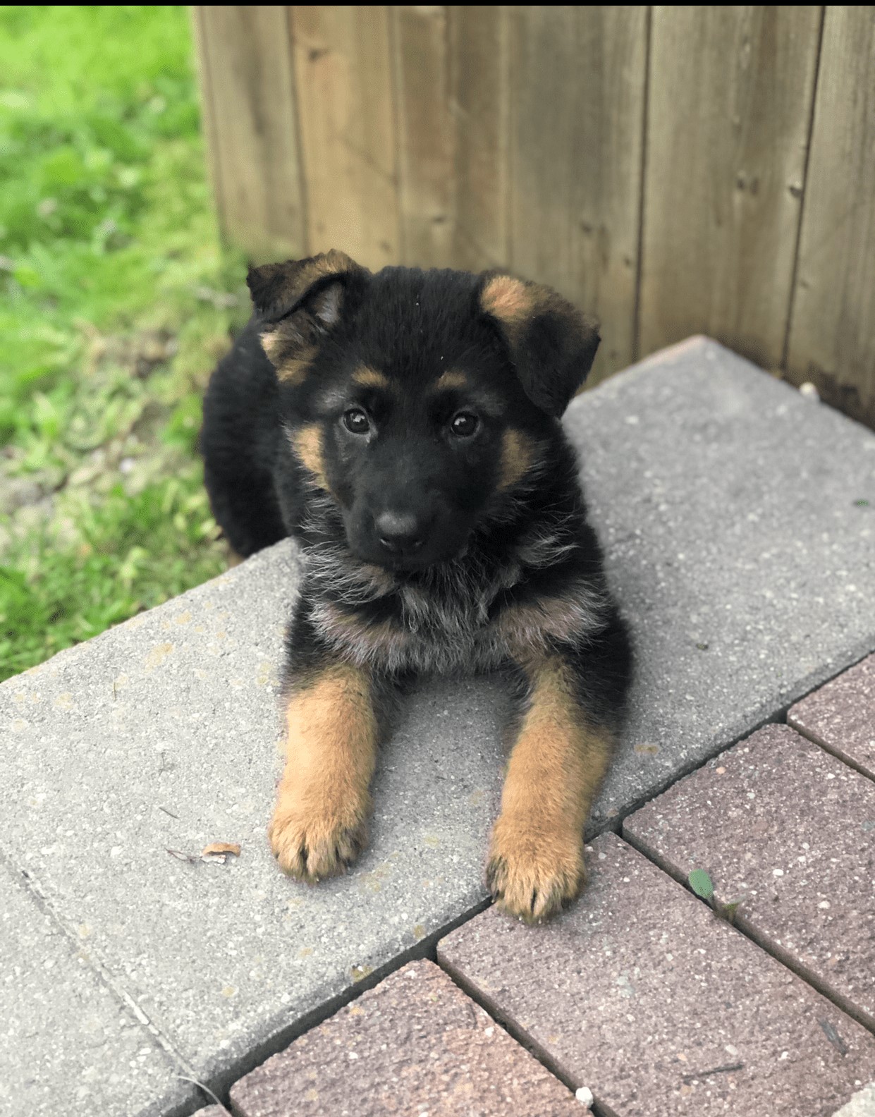German Shepherd puppy from VA2 Ivey Dei Precision IGP 2 x Voodoo Vom Frankengold IGP 3 litter - photo 7