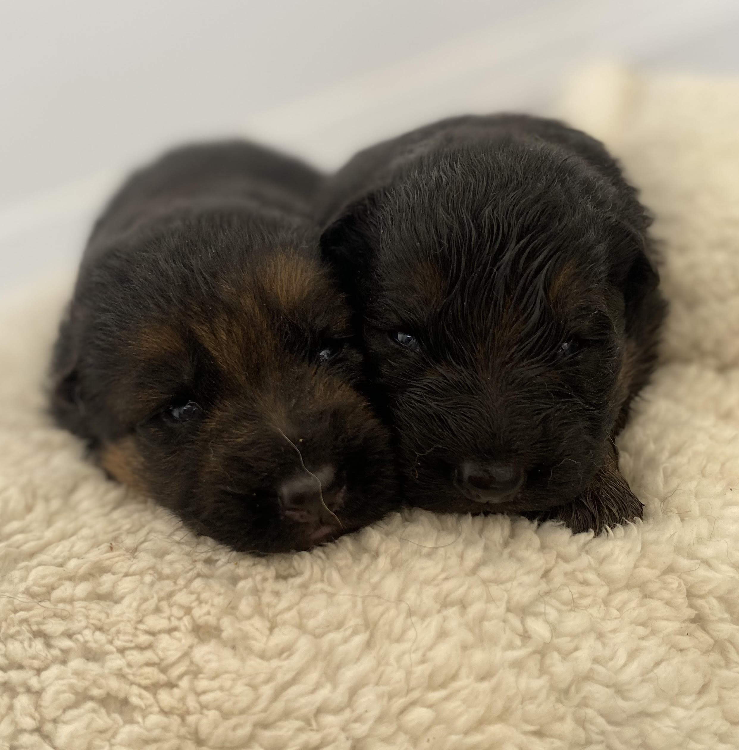 German Shepherd puppy from Quinoa Dei Precision x V7 BSZS 2019, VA4 ITA V(BSZS) Falco von Farhantal litter - photo 2