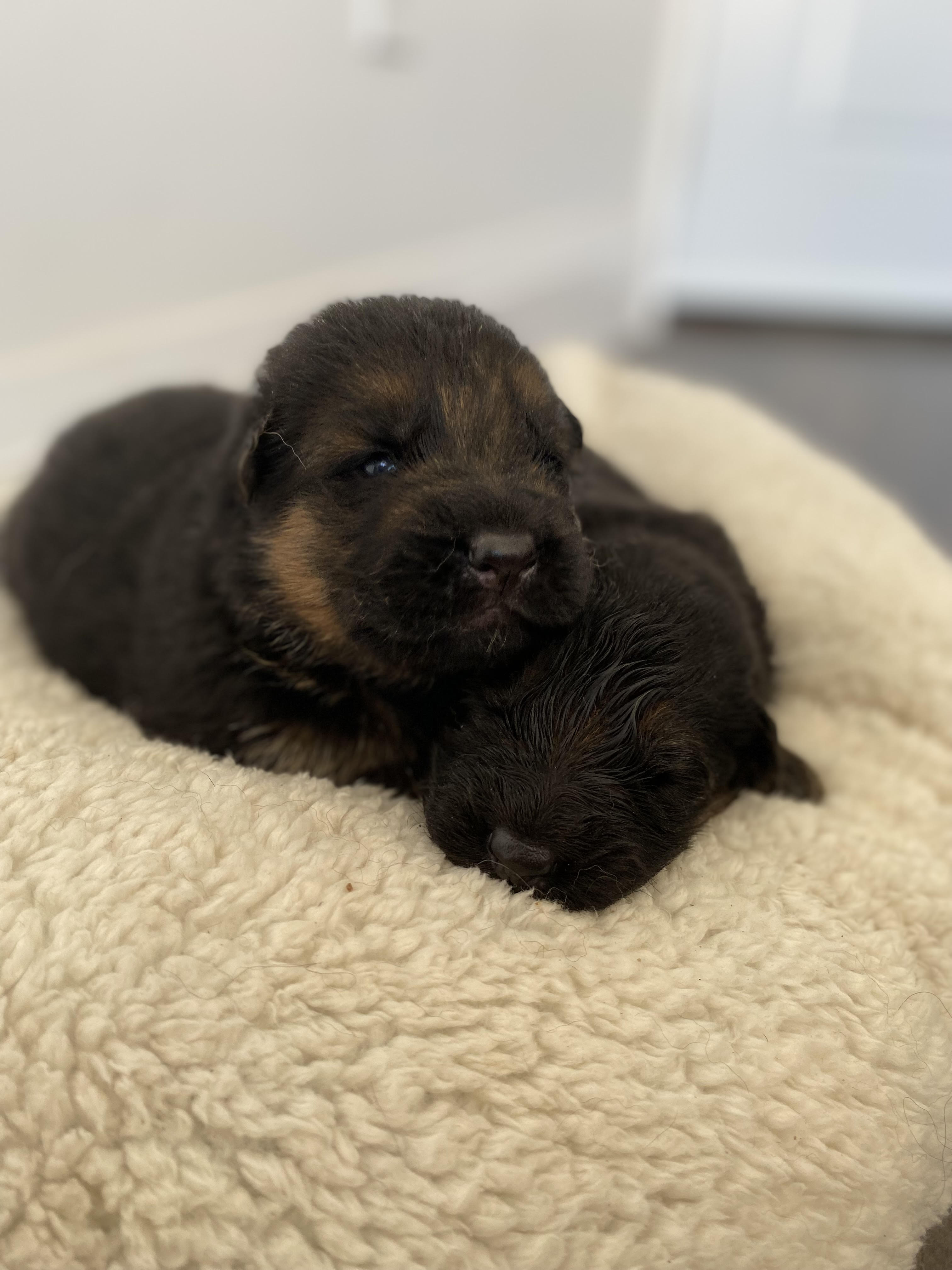 German Shepherd puppy from Quinoa Dei Precision x V7 BSZS 2019, VA4 ITA V(BSZS) Falco von Farhantal litter - photo 3