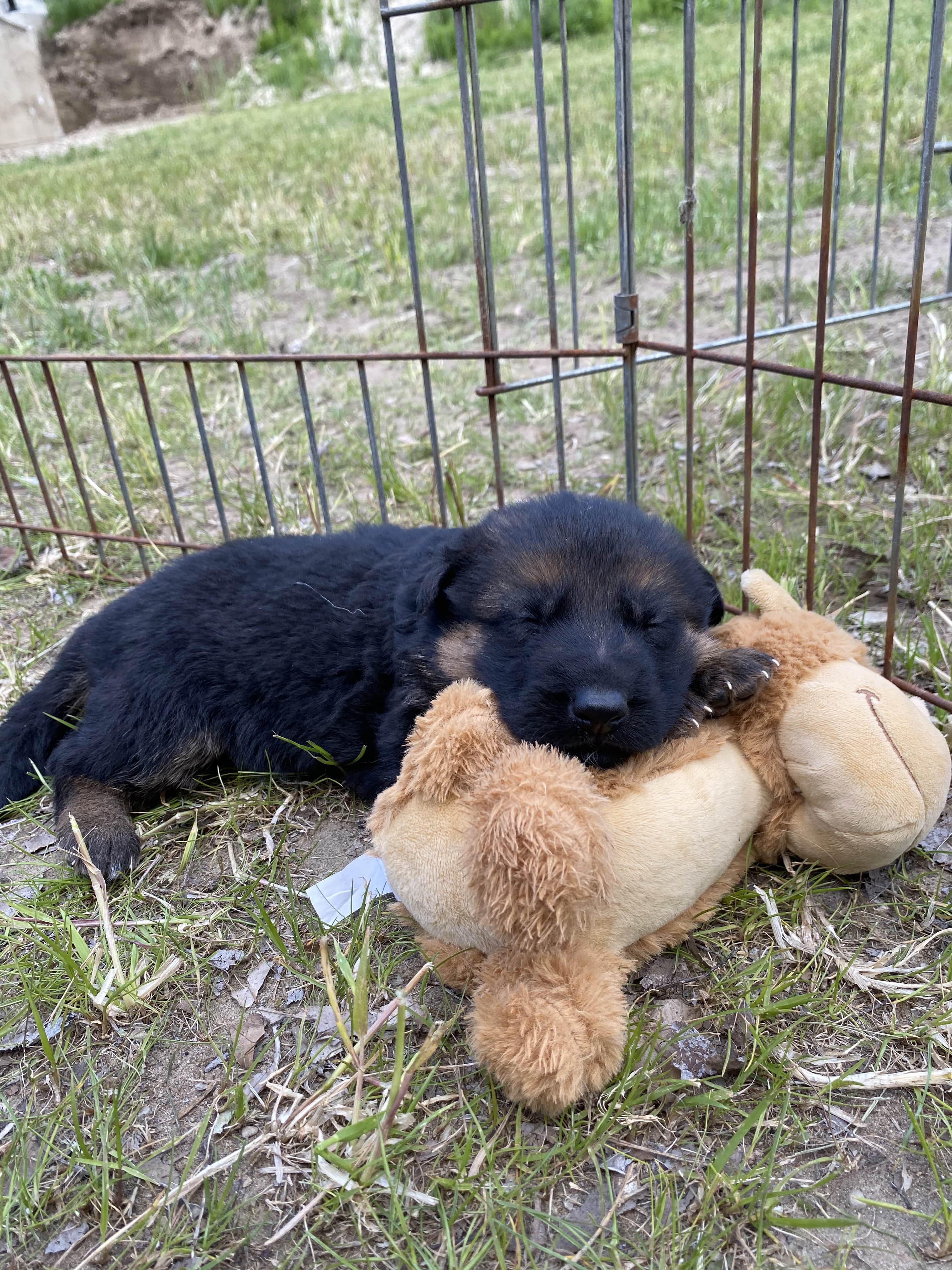 German Shepherd puppy from BH Clarot's Chloe x Voodoo vom Frankengold IGP3 litter - photo 4