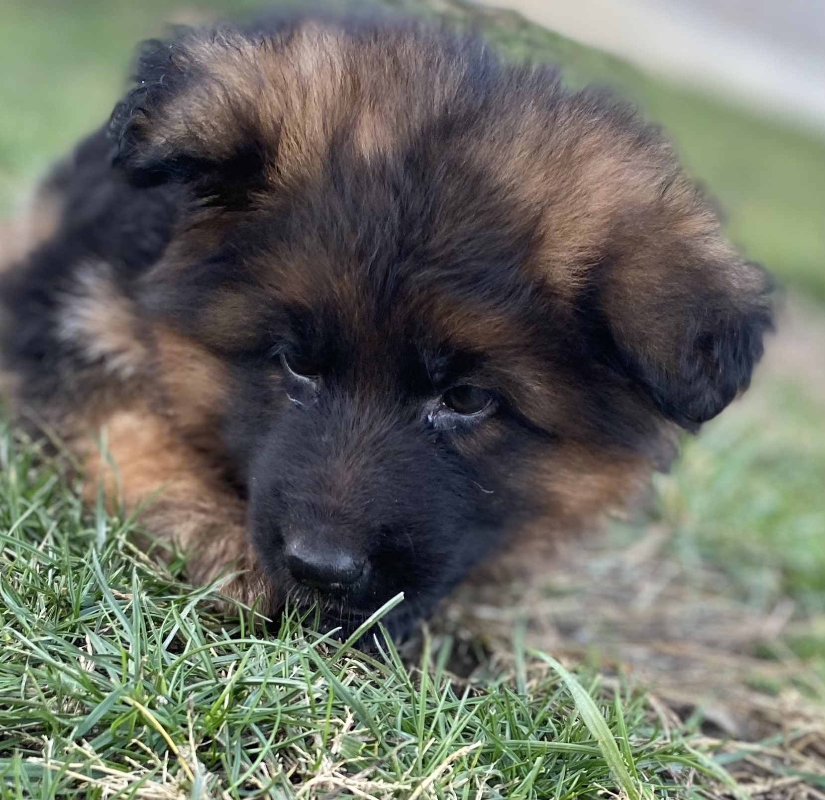 German Shepherd puppy from V 24 (BSZS) IGP2 Gemma Vom Frankengold x VA1 Oargos Dei Precision IGP 3 KKL litter - photo 3