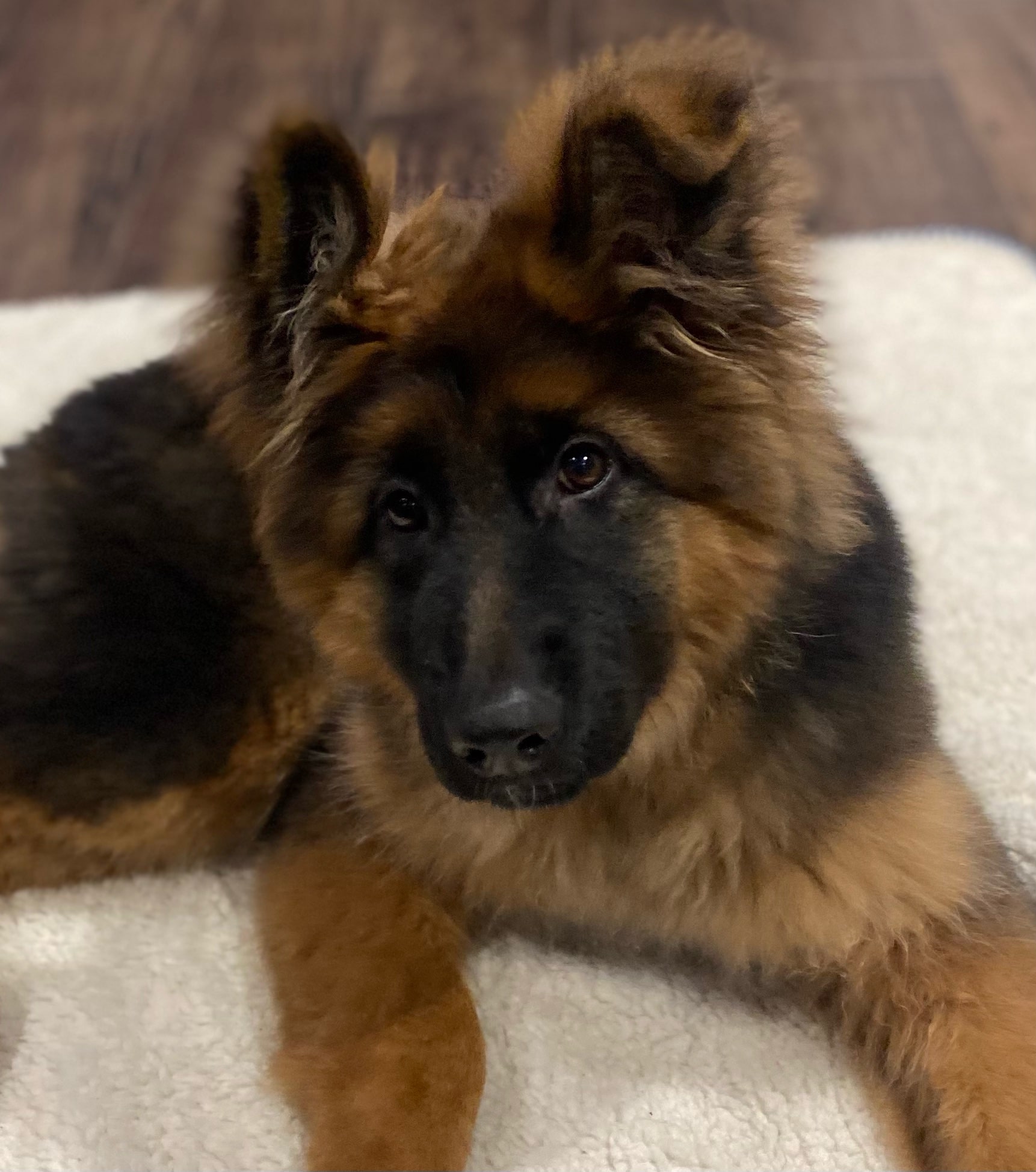 German Shepherd puppy from V 24 (BSZS) IGP2 Gemma Vom Frankengold x VA1 Oargos Dei Precision IGP 3 KKL litter - photo 5